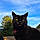 Binx