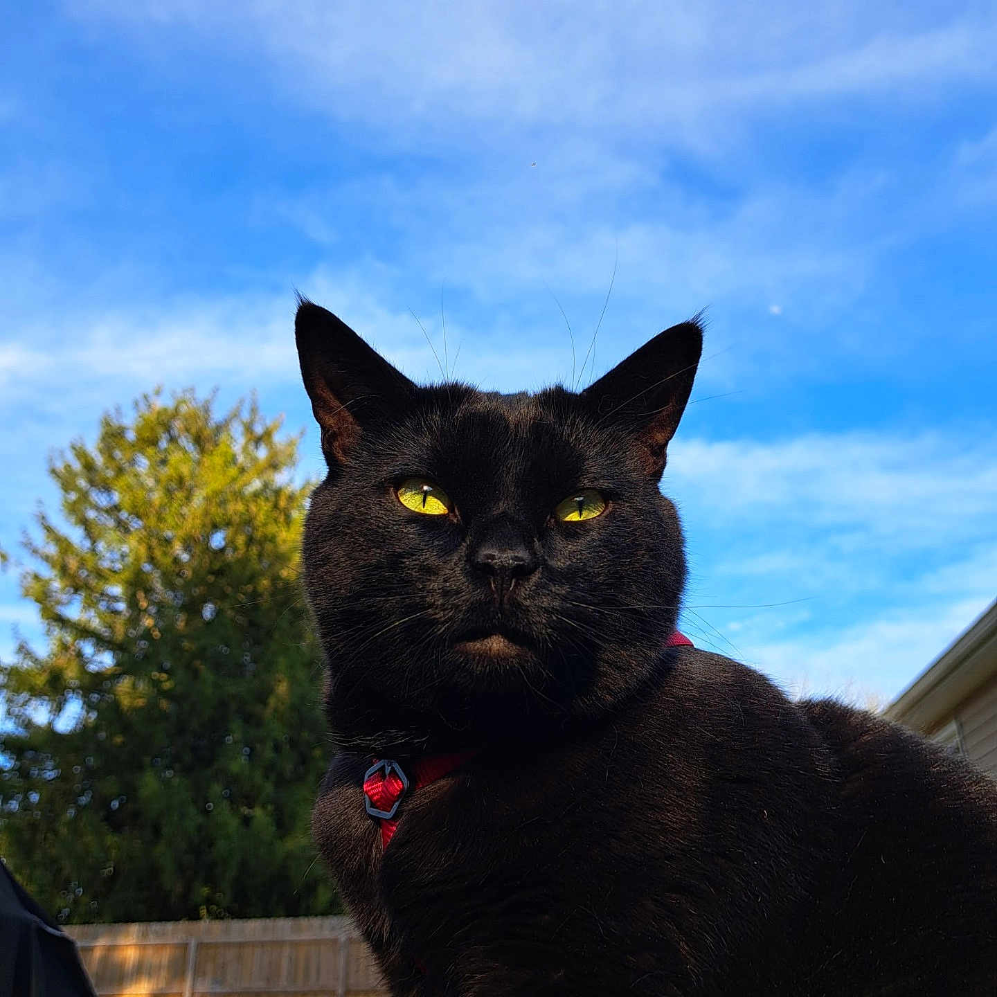 Binx is registered to the contest to win money with this photo: black_cat, cat, yellow_eyes, outdoor, sky, blue_sky, tree, greenery, fence, collar, pet, animal, whiskers, sunlight, nature, backyard, portrait, close_up, domestic_cat, feline