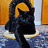 Binx is registered to the contest to win money with this photo: black_cat, cat, pet, indoor, carpet, scratcher, fur, door, floor, animal, relaxed, stretching, paw, arch, home, feline, domestic, closeup, laying, whiskers