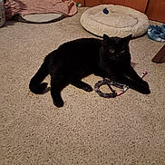 Binx is registered to the contest to win money with this photo: black_cat, cat, toy, carpet, pet_bed, furniture, cozy, indoor, home, animal, paw, relaxed, lying_down, domestic_cat, feline, playful, soft_texture, floor, resting, cute