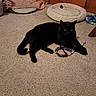 black_cat, cat, toy, carpet, pet_bed, furniture, cozy, indoor, home, animal, paw, relaxed, lying_down, domestic_cat, feline, playful, soft_texture, floor, resting, cute