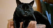 Binx joined the competition — help win amazing prizes! black_cat, cat, pet, feline, animal, indoor, cat_perch, resting, fur, whiskers, ears, eyes, paw, portrait, home, cozy, relaxed, looking, furniture, mammal