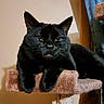 black_cat, cat, pet, feline, animal, indoor, cat_perch, resting, fur, whiskers, ears, eyes, paw, portrait, home, cozy, relaxed, looking, furniture, mammal