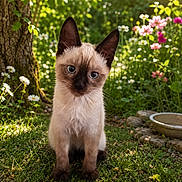 Baïki a rejoint le concours — aidez-le/la à gagner de superbes lots ! cat, siamese_cat, kitten, blue_eyes, animal, pet, sitting, garden, outdoor, grass, flowers, tree, sunlight, nature, portrait, fur, whiskers, pointed_ears, water_bowl, colorful_background