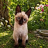 cat, siamese_cat, kitten, blue_eyes, animal, pet, sitting, garden, outdoor, grass, flowers, tree, sunlight, nature, portrait, fur, whiskers, pointed_ears, water_bowl, colorful_background