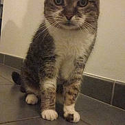 Tina participe au concours pour gagner de l'argent avec cette photo : animal, cat, closeup, cute, domestic, ears, feline, floor, fur, indoor, looking, mammal, paws, pet, portrait, sitting, tabby, tiles, wall, whiskers