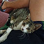 Luna participe au concours pour gagner de l'argent avec cette photo : cat, tabby_cat, pet, animal, indoor, person, lap, shorts, couch, furniture, relaxing, whiskers, fur, legs, comfort, domestic_animal, resting, close_up, cozy, casual