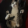 animal, backpack, black, cat, couch, cute, ears, feline, fur, indoor, paws, pet, relaxed, sitting, striped, tabby_cat, tail, whiskers, white, wide_eyes