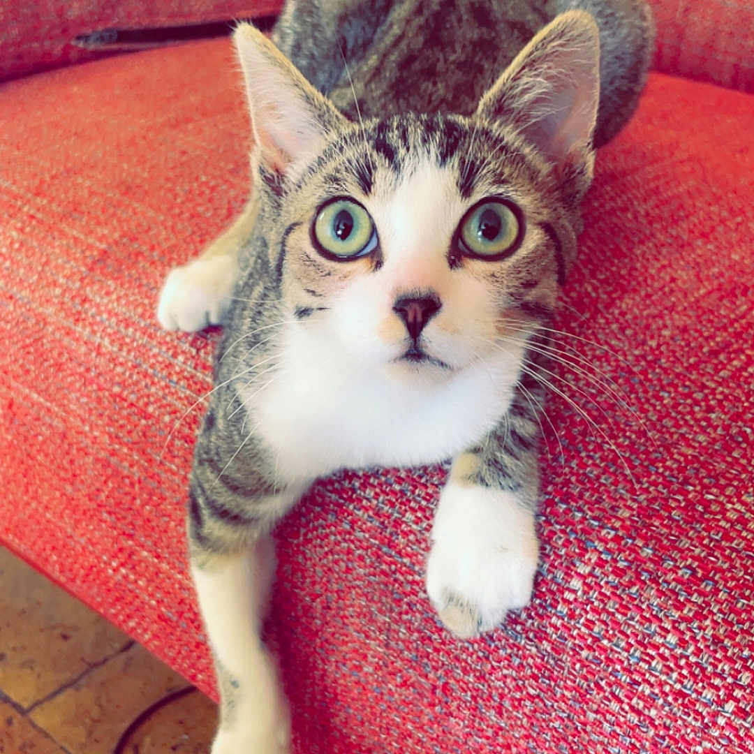 Luna a rejoint le concours — aidez-le/la à gagner de superbes lots ! animal, cat, close_up, couch, curious, domestic_animal, feline, floor, fur, green_eyes, household, indoor, looking_up, paw, pet, red_couch, relaxing, tabby, tile_floor, whiskers