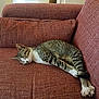 Luna participe au concours pour gagner de l'argent avec cette photo : cat, tabby, sleeping, couch, red_couch, indoor, pet, relaxed, feline, resting, home, furniture, cozy, domestic_animal, animal, striped, whiskers, paws, nap, quiet