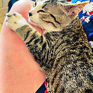 Luna participe au concours pour gagner de l'argent avec cette photo : cat, tabby_cat, sleeping, lap, person, floral_dress, indoor, table, bottle, bowl, cozy, relaxed, fur, whiskers, paws, striped, home, casual, closeup, resting