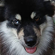 Baguéra a rejoint le concours — aidez-le/la à gagner de superbes lots ! animal, black_fur, blue_eye, brown_eye, canine, close_up, dog, doorstep, fluffy, friendly, fur, heterochromia, looking_up, outdoor, pavement, pet, portrait, tan_fur, tongue_out, white_fur