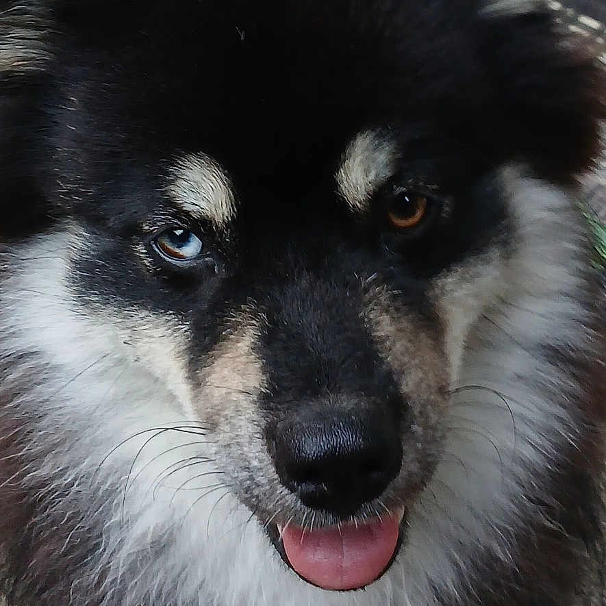 Baguéra a rejoint le concours — aidez-le/la à gagner de superbes lots ! animal, black_fur, blue_eye, brown_eye, canine, close_up, dog, doorstep, fluffy, friendly, fur, heterochromia, looking_up, outdoor, pavement, pet, portrait, tan_fur, tongue_out, white_fur