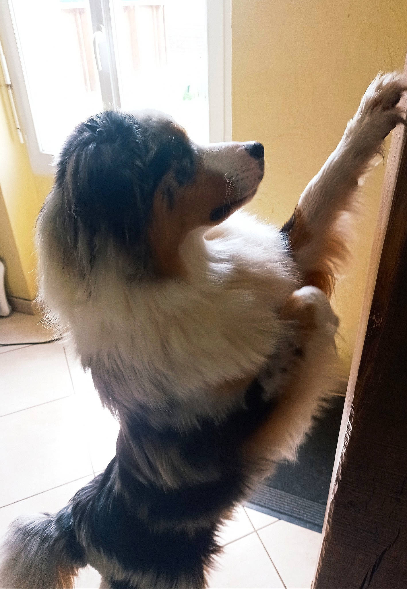 Ralf participe au concours pour gagner de l'argent avec cette photo : canidae, carnivore, companion_dog, dog, dog_breed, fawn, felidae, flooring, fur, herding_dog, jaw, paw, small_to_medium_sized_cats, snout, sporting_group, tail, vertebrate, whiskers, window, working_animal