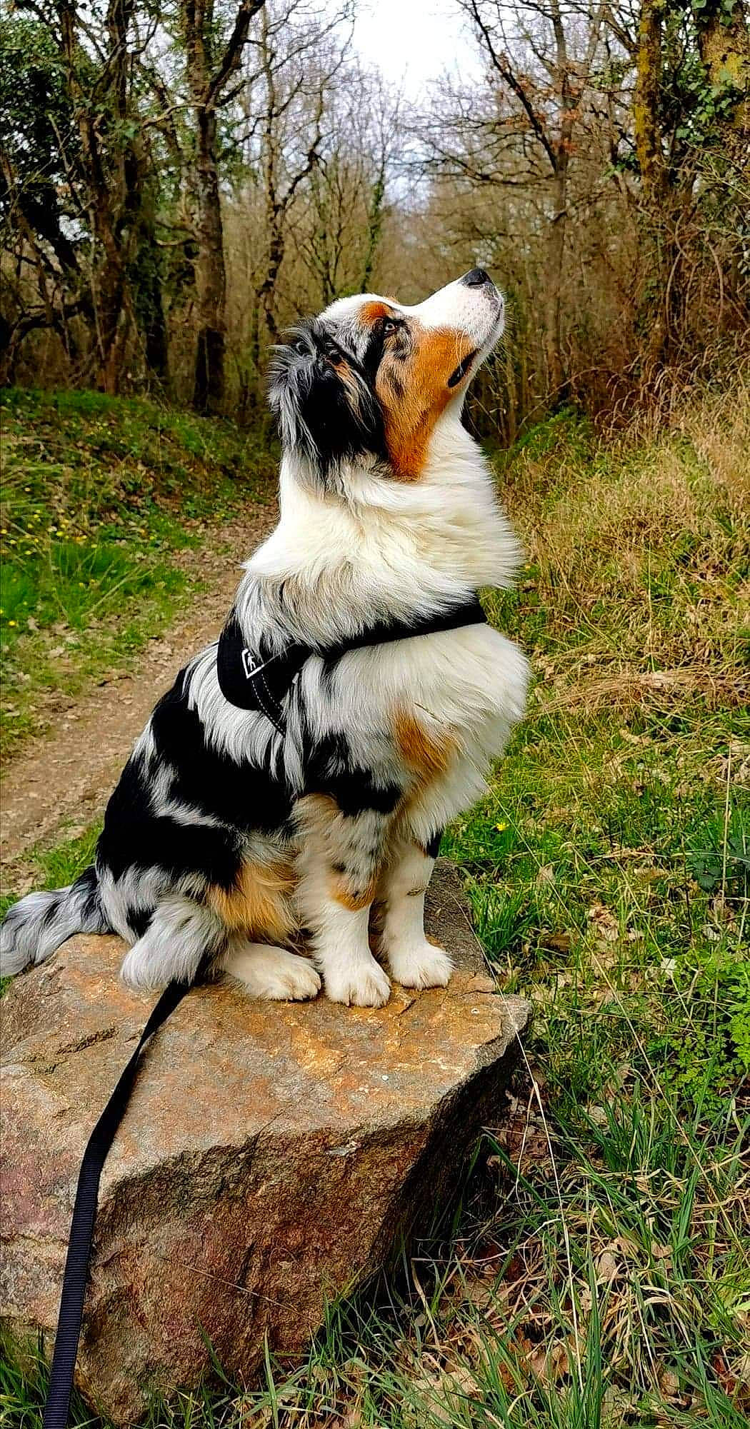 Ralf participe au concours pour gagner de l'argent avec cette photo : canidae, carnivore, collar, companion_dog, dog, dog_breed, fawn, felidae, fur, grass, plant, sky, snout, sporting_group, tail, terrestrial_animal, toy_dog, tree, whiskers, working_dog