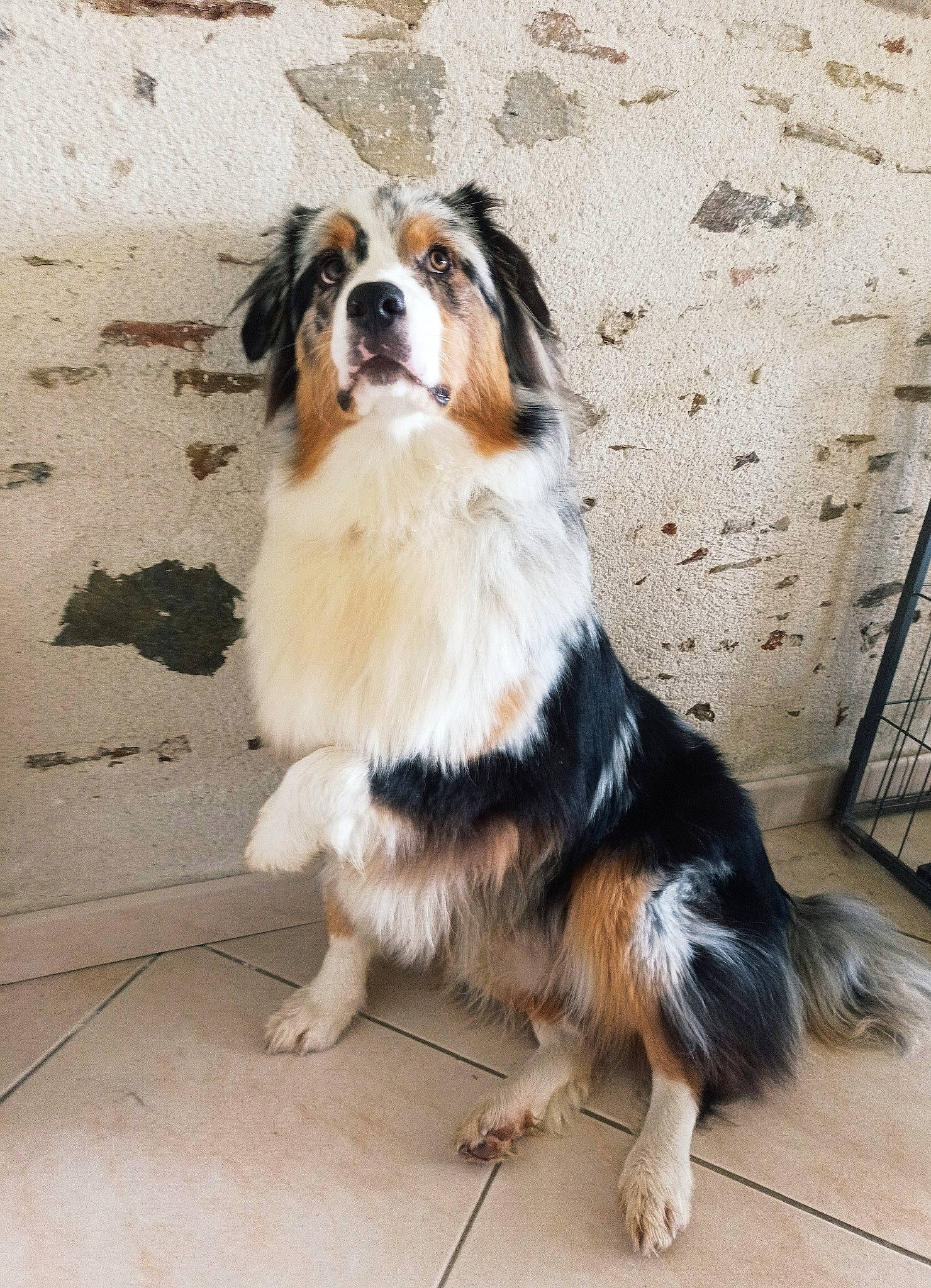 Ralf participe au concours pour gagner de l'argent avec cette photo : australian_shepherd, canidae, carnivore, companion_dog, dog, dog_breed, fawn, flooring, fur, gun_dog, herding_dog, snout, sporting_group, terrestrial_animal, working_dog