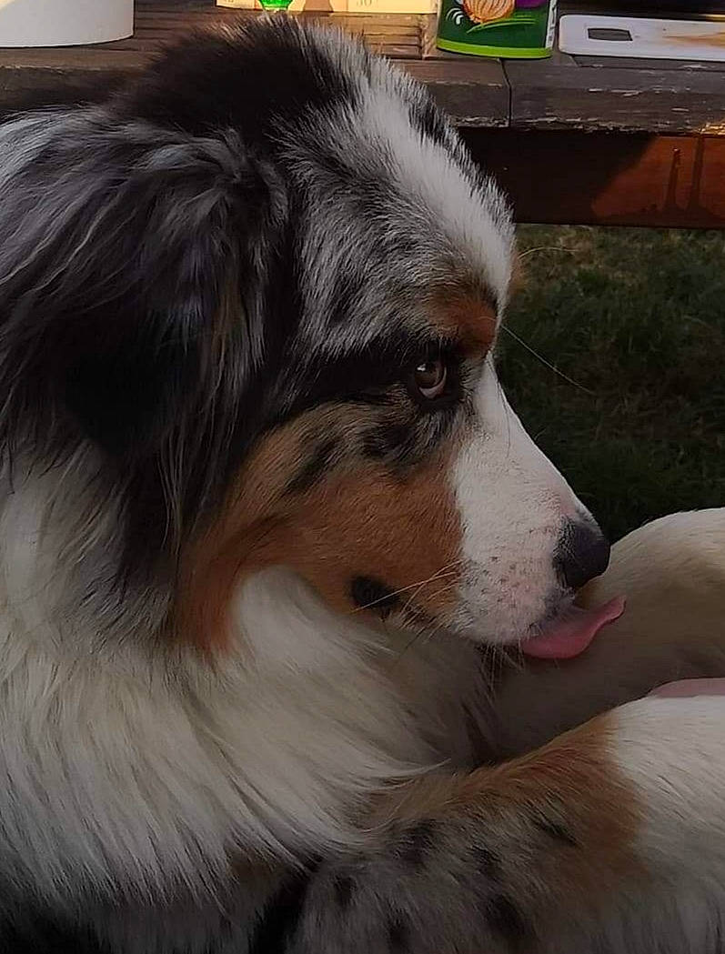 Ralf a rejoint le concours — aidez-le/la à gagner de superbes lots ! canidae, carnivore, companion_dog, computer_keyboard, dog, dog_breed, fur, grass, herding_dog, plant, snout, sporting_group, terrestrial_animal, whiskers, working_animal, working_dog