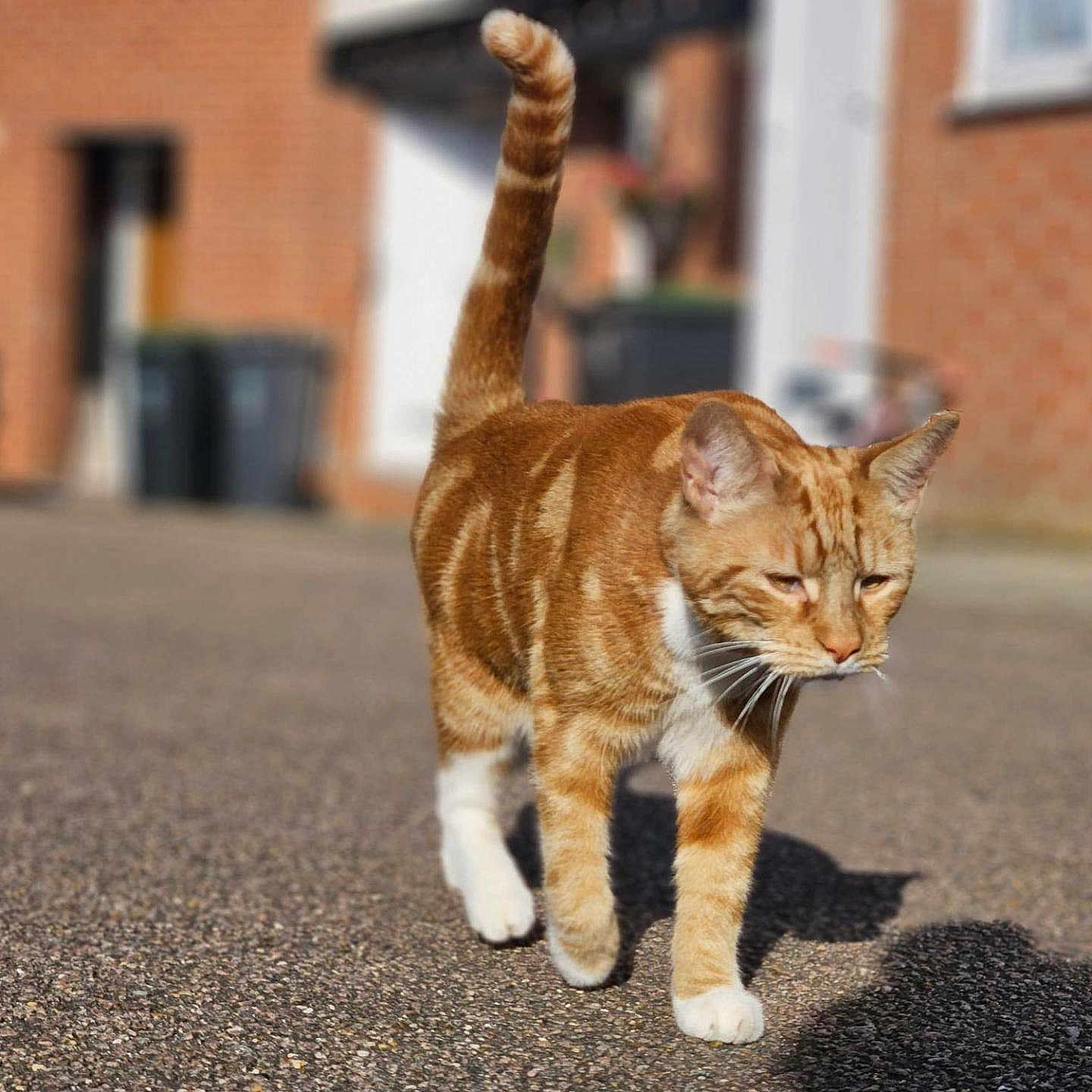 Simba is registered to the contest to win money with this photo: abyssinian, accessories, alley, animal, architecture, brick, building, cat, city, condo, gravel, housing, kitten, manx, pet, road, strap, street, tarmac, urban