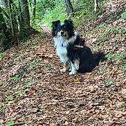 Scooby participe au concours pour gagner de l'argent avec cette photo : alert, animal, canine, daylight, dog, forest, fur, greenery, harness, leaves, mammal, nature, outdoor, pathway, pet, scenic, sitting, trail, trees, woodland