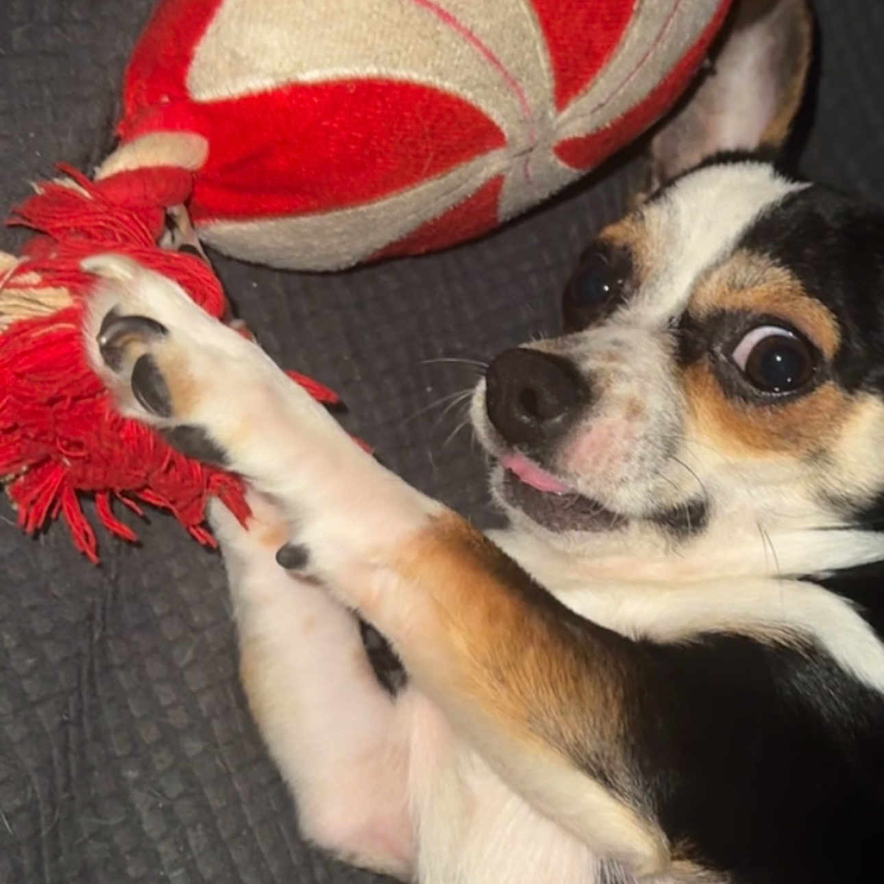 Bandit joined the competition — help win amazing prizes! animal, black_and_white, blanket, brown_spots, chihuahua, close_up, cute, dog, domestic, expression, fur, indoor, paw, pet, playful, rope_toy, small_dog, tongue_out, toy, wide_eyes