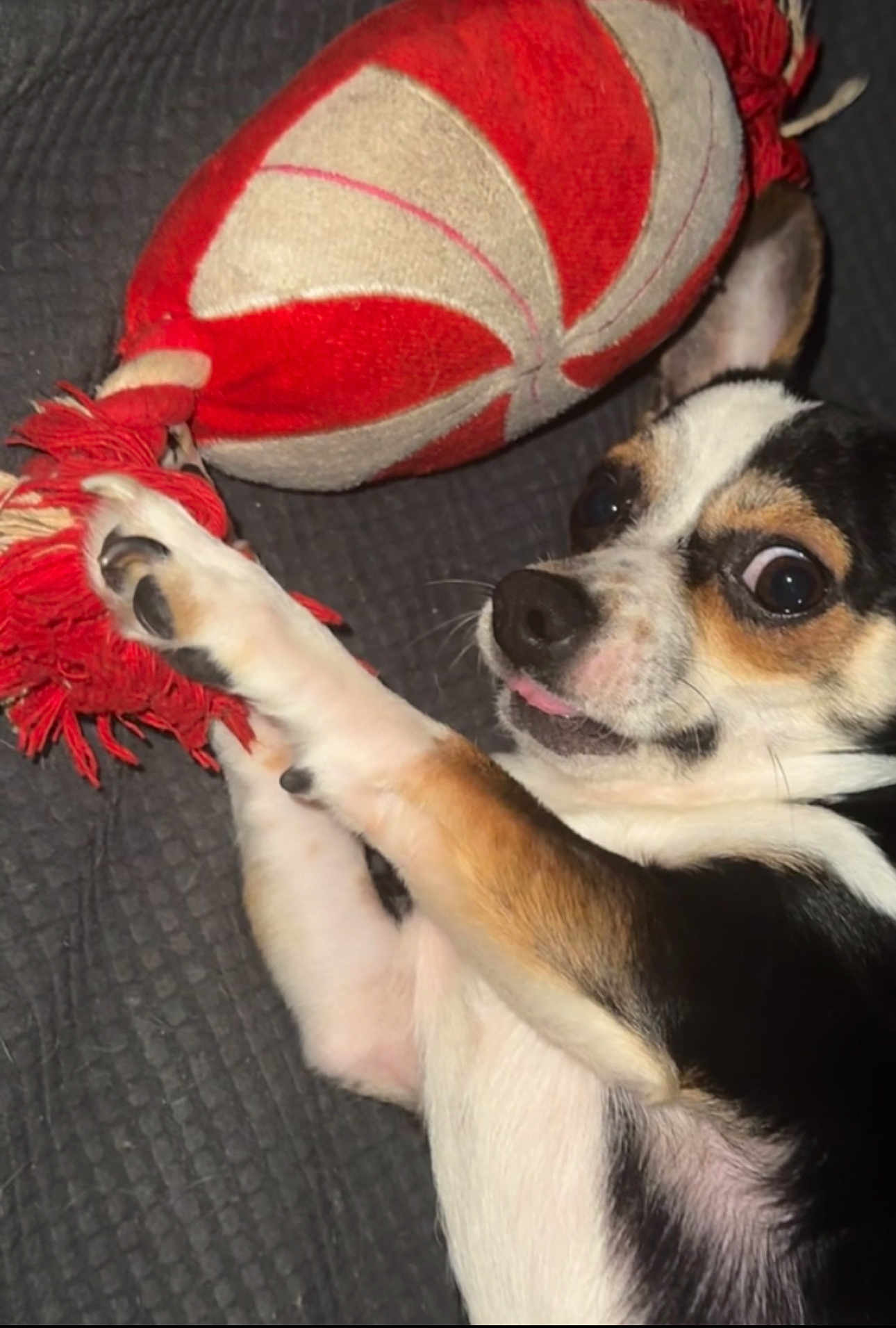 Bandit joined the competition — help win amazing prizes! dog, small_dog, toy, rope_toy, black_and_white, brown_spots, wide_eyes, tongue_out, pet, indoor, blanket, cute, playful, close_up, paw, fur, expression, animal, domestic, chihuahua