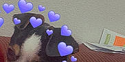 Bandit is registered to the contest to win money with this photo: dog, puppy, couch, indoor, pet, resting, black_and_white, small_dog, heart_overlay, purple_hearts, close_up, cute, companion, domestic_animal, canine, relaxed, fur, ears, snout, lying_down