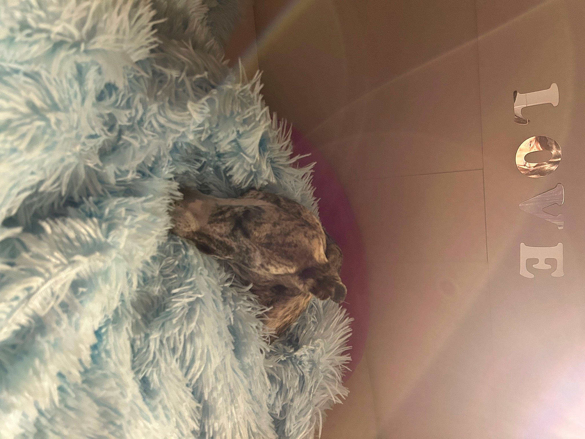 Saomy a rejoint le concours — aidez-le/la à gagner de superbes lots ! animal_product, art, conifer, darkness, fashion_accessory, feather, freezing, fur, fur_clothing, macro_photography, tail, twig, visual_arts, whiskers, wildlife, wing, winter, wood, wool