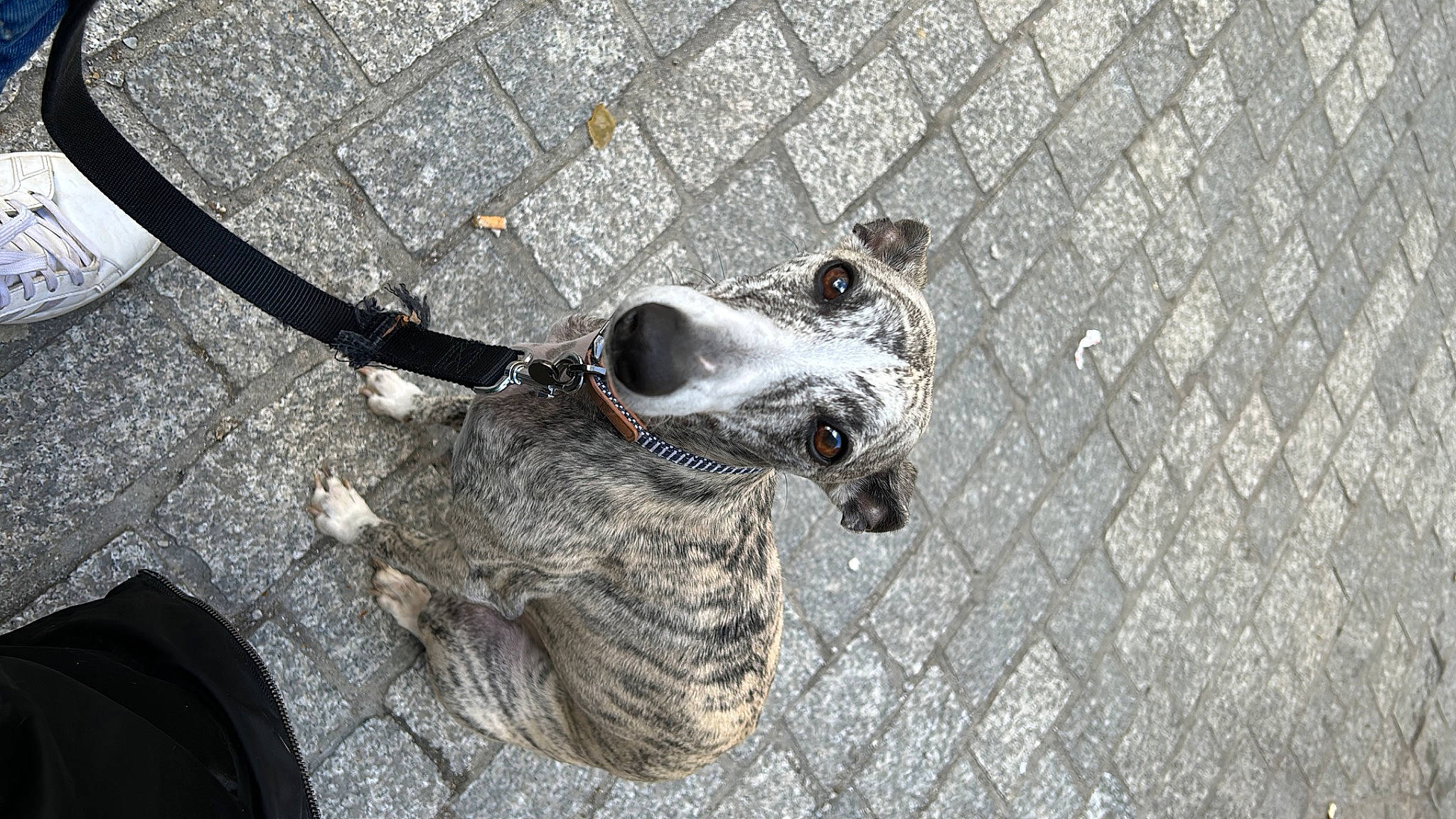 Saomy a rejoint le concours — aidez-le/la à gagner de superbes lots ! canidae, carnivore, collar, dog, dog_breed, dog_collar, dog_supply, fashion_accessory, fawn, grey, leash, metal, pet_supply, road_surface, shadow, sidewalk, snout, sporting_group, whiskers, working_animal