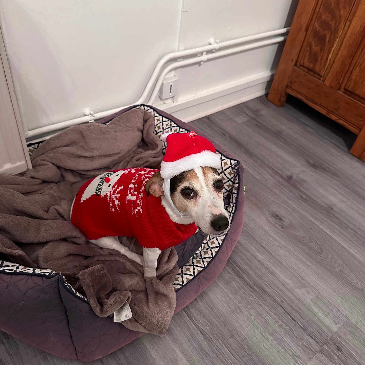 Kiwi a rejoint le concours — aidez-le/la à gagner de superbes lots ! animal, canine, dog, dogbed, pet, puppy