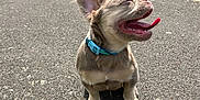 Romeo is registered to the contest to win money with this photo: puppy, dog, blue_collar, tongue_out, happy, outdoor, sunny, paved_path, grass, trees, sky, clouds, pet, small_dog, sitting, shadow, nature, daytime, cute, animal