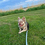 Romeo is registered to the contest to win money with this photo: dog, grass, leash, outdoor, sky, clouds, greenery, pet, happy, smiling, nature, field, canine, animal, summer, daytime, playful, resting, fur, ears