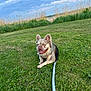 dog, grass, leash, outdoor, sky, clouds, greenery, pet, happy, smiling, nature, field, canine, animal, summer, daytime, playful, resting, fur, ears