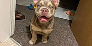 Romeo is registered to the contest to win money with this photo: animal, brown, canine, carpet, cute, dog, domestic, doorway, ears, floor, happy, home, indoor, looking, pet, puppy, sitting, small, smiling, toy