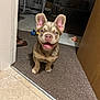 Romeo is registered to the contest to win money with this photo: dog, puppy, indoor, carpet, doorway, happy, smiling, ears, floor, toy, home, pet, animal, cute, looking, sitting, brown, small, canine, domestic