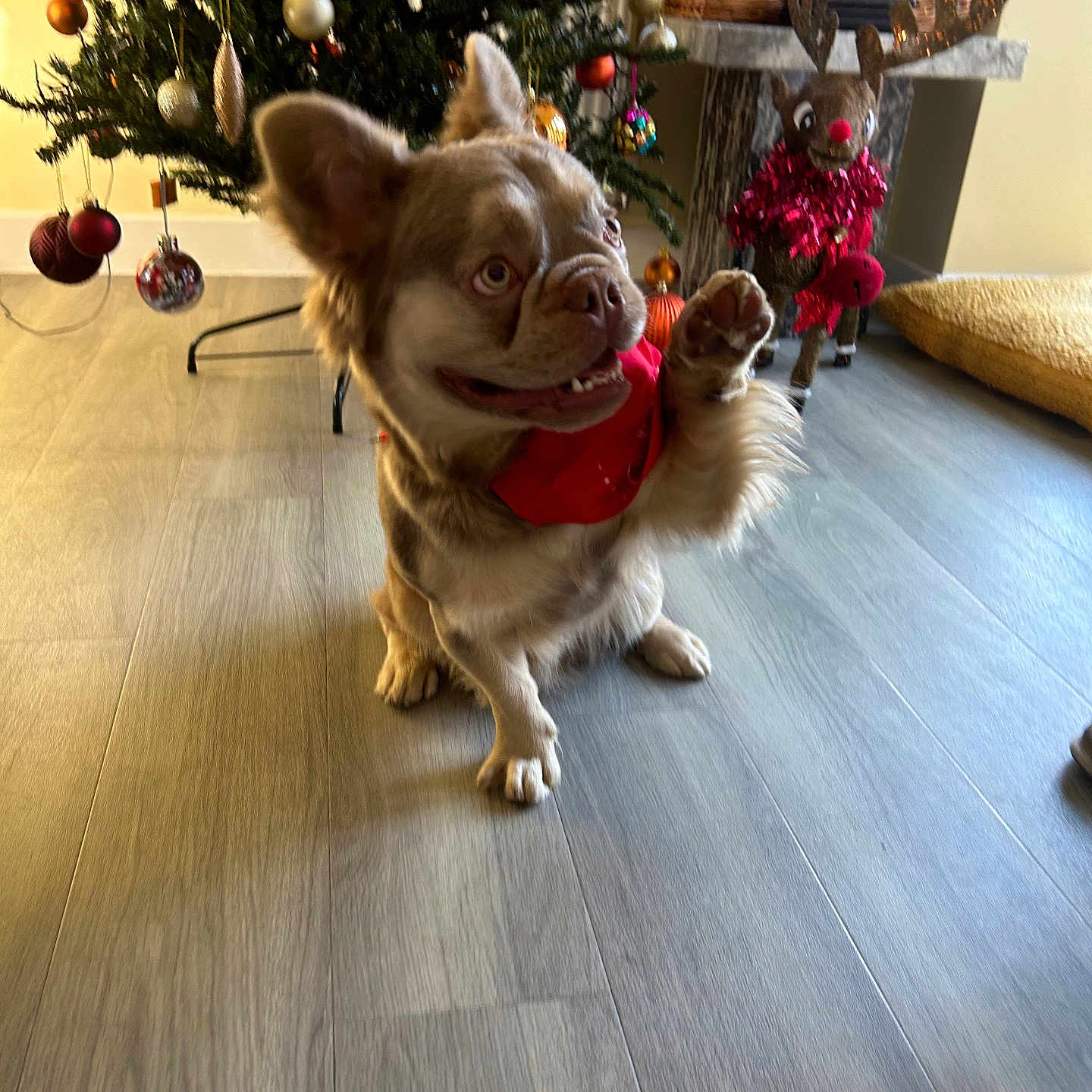 Romeo joined the competition — help win amazing prizes! celebration, christmas, christmas_tree, cozy, cute_dog, decorations, dog, festive, holiday, holiday_decorations, home, indoor, ornaments, paw_raised, pet, red_bandana, reindeer_decoration, seasonal, smiling_dog, wooden_floor