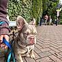 dog, leash, person, hand, ivy, wall, bench, brick_pavement, platform, train_station, sign, walking, outdoor, casual_clothing, brown_hoodie, blue_leash, small_dog, pavement, serious_expression, nature