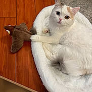 Milly is registered to the contest to win money with this photo: cat, heterochromia, white_fur, plush_toy, bird_toy, cat_bed, wooden_floor, cardboard_box, rug, pet, indoor, playful, relaxed, fluffy, cute, animal, paw, tail, resting, toy