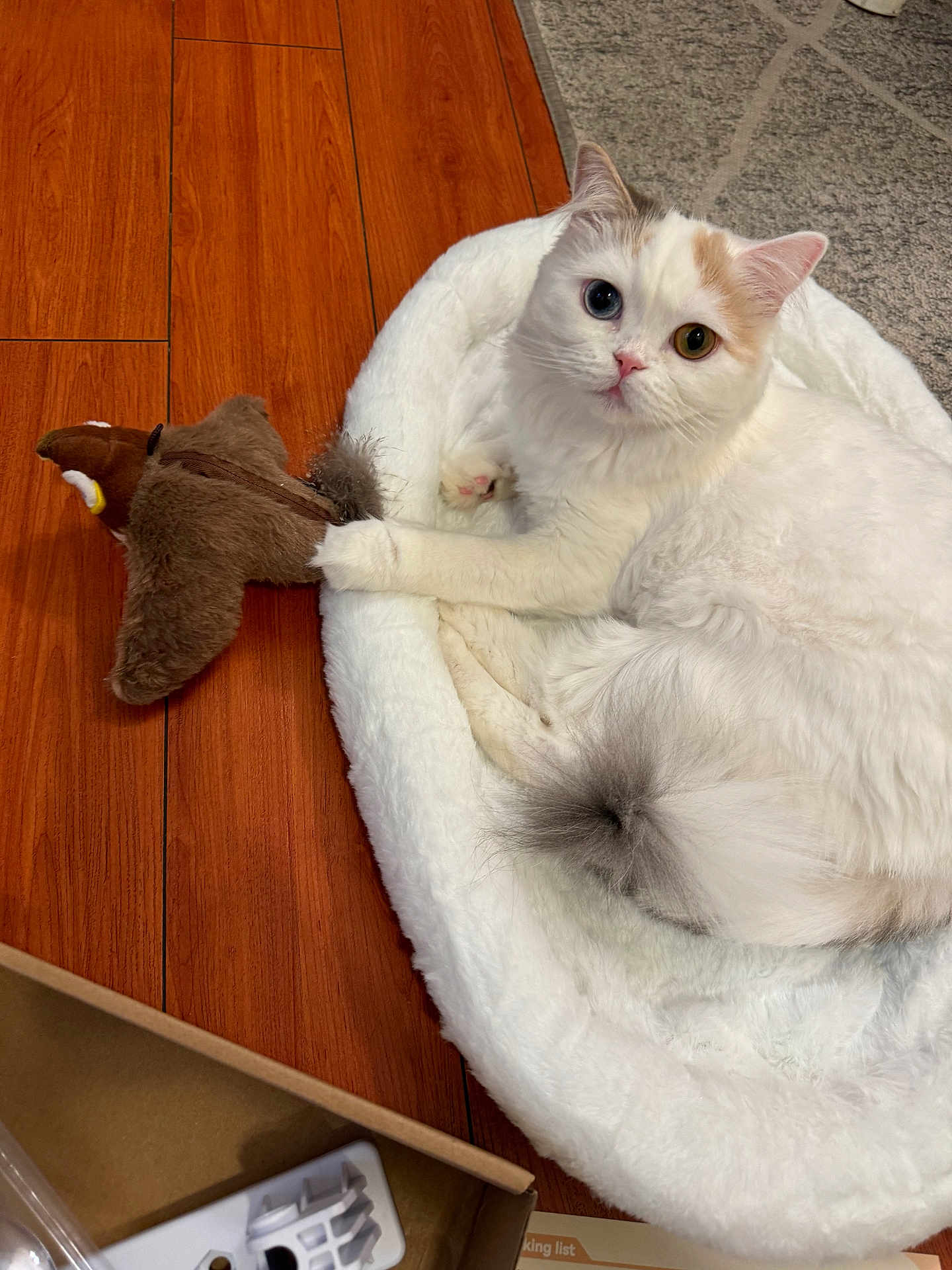 Milly is registered to the contest to win money with this photo: cat, heterochromia, white_fur, plush_toy, bird_toy, cat_bed, wooden_floor, cardboard_box, rug, pet, indoor, playful, relaxed, fluffy, cute, animal, paw, tail, resting, toy