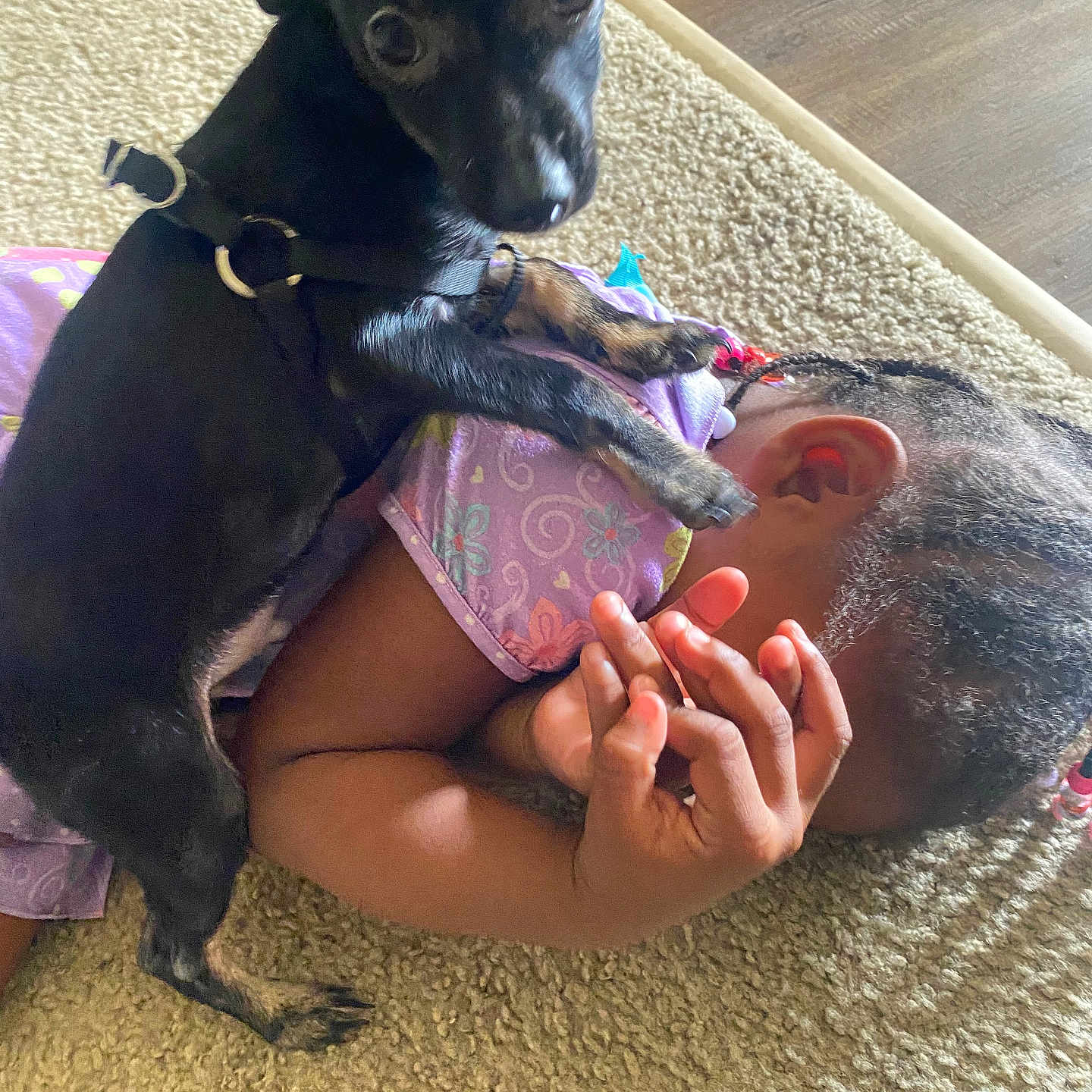 Biscuit is registered to the contest to win money with this photo: dog, child, carpet, black_dog, purple_shirt, braided_hair, beads, indoor, pet, playing, curious, small_dog, close_up, face_down, resting, hand, fur, floor, home, cute
