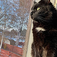 Ollie joined the competition — help win amazing prizes! cat, black_cat, white_patch, window, screen, outdoor, sunlight, tree, fence, pet, animal, whiskers, profile, fur, daylight, nature, looking_out, domestic_cat, closeup, curious
