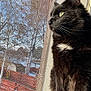 cat, black_cat, white_patch, window, screen, outdoor, sunlight, tree, fence, pet, animal, whiskers, profile, fur, daylight, nature, looking_out, domestic_cat, closeup, curious