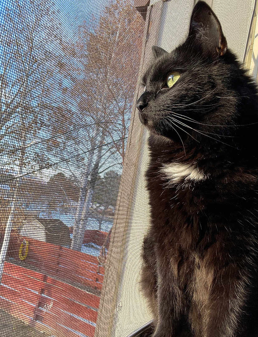 Ollie