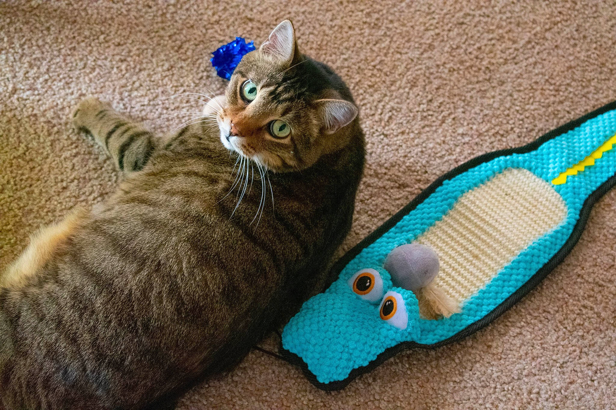 Buddie joined the competition — help win amazing prizes! carnivore, cat, cat_toy, crochet, fawn, felidae, knitting, small_to_medium_sized_cats, tabby_cat, tail, textile, thread, whiskers