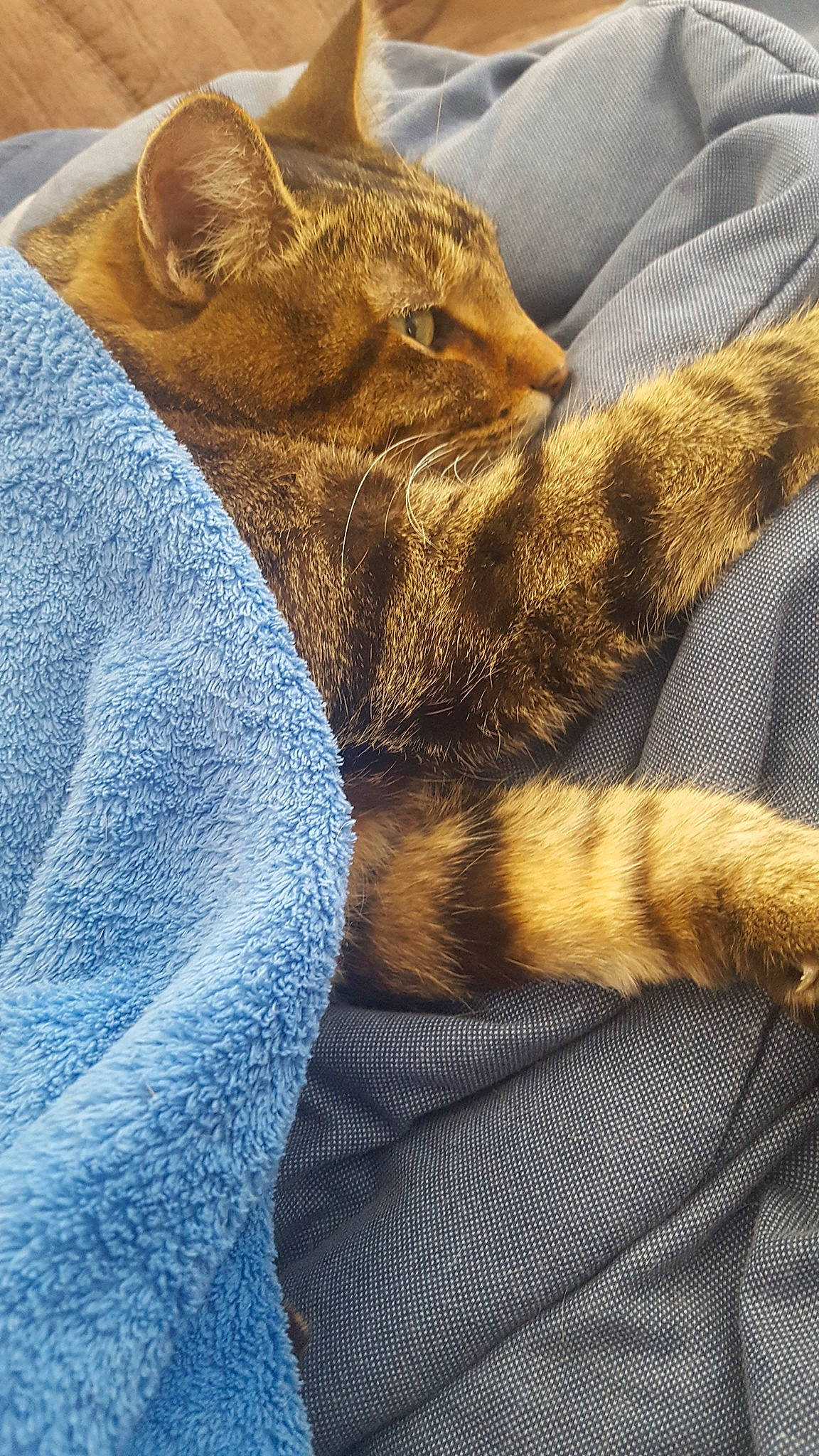 Buddie joined the competition — help win amazing prizes! blanket, carnivore, cat, chausie, comfort, felidae, fur, linens, nap, sleep, small_to_medium_sized_cats, tabby_cat, textile, whiskers