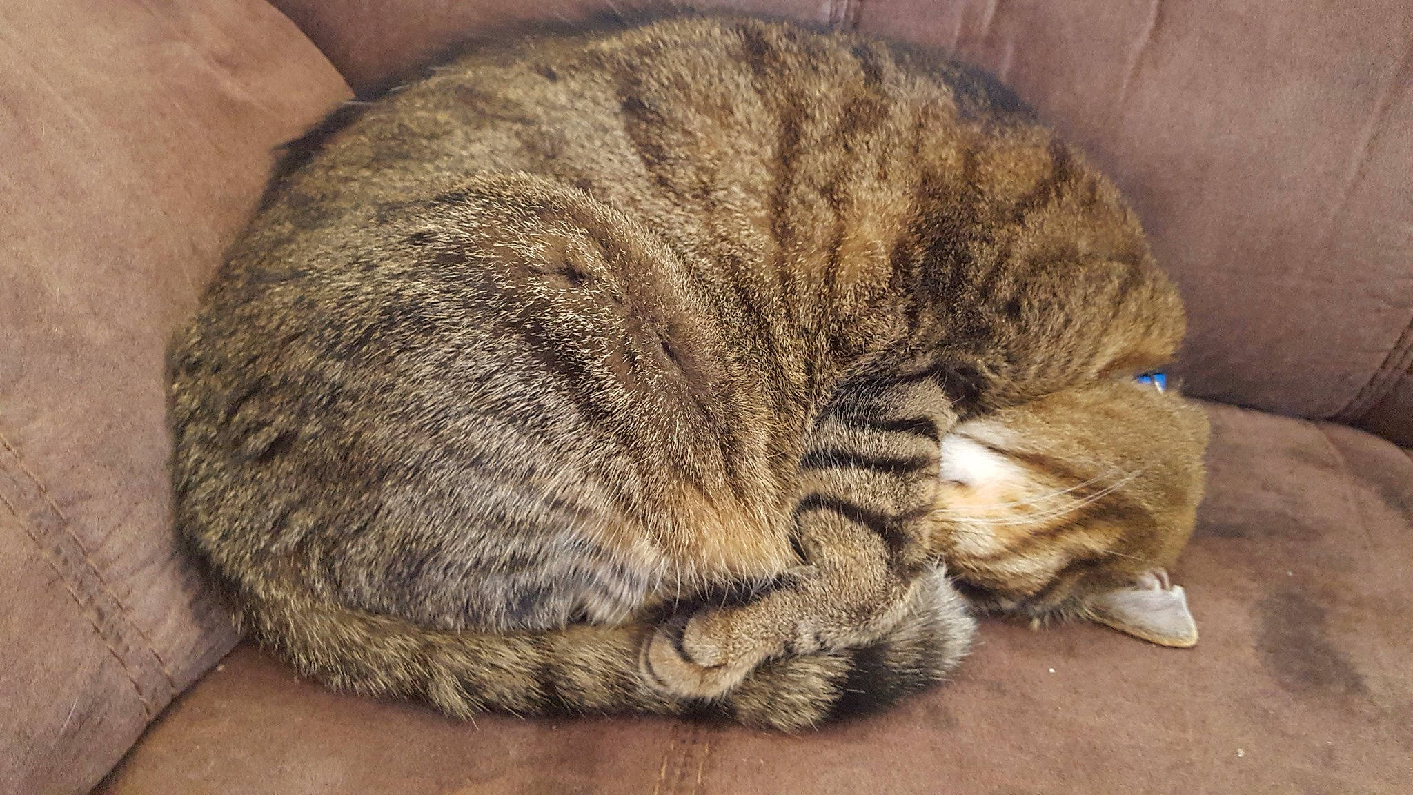 Buddie joined the competition — help win amazing prizes! carnivore, cat, domestic_short_haired_cat, dragon_li, european_shorthair, fawn, felidae, fur, mammal, nap, paw, pixie_bob, sleep, small_to_medium_sized_cats, tabby_cat, tail, whiskers, wild_cat