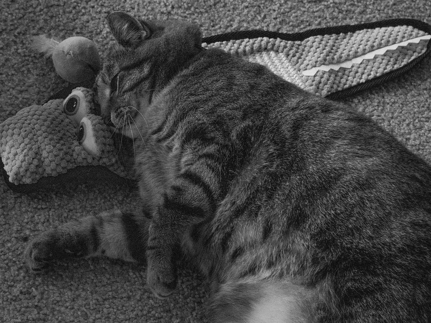 Buddie joined the competition — help win amazing prizes! black_and_white, carnivore, cat, domestic_short_haired_cat, dragon_li, european_shorthair, felidae, fur, kitten, monochrome, nap, photography, sleep, small_to_medium_sized_cats, snout, style, tabby_cat, whiskers