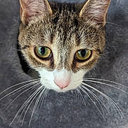 Charley is registered to the contest to win money with this photo: abyssinian, animal, cat, kitten, manx, pet