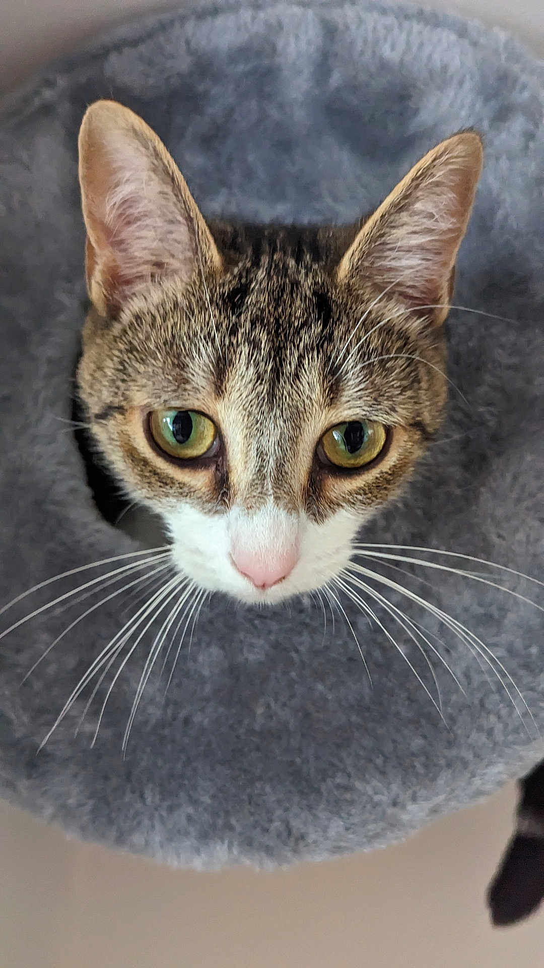 Charley is registered to the contest to win money with this photo: abyssinian, animal, cat, kitten, manx, pet