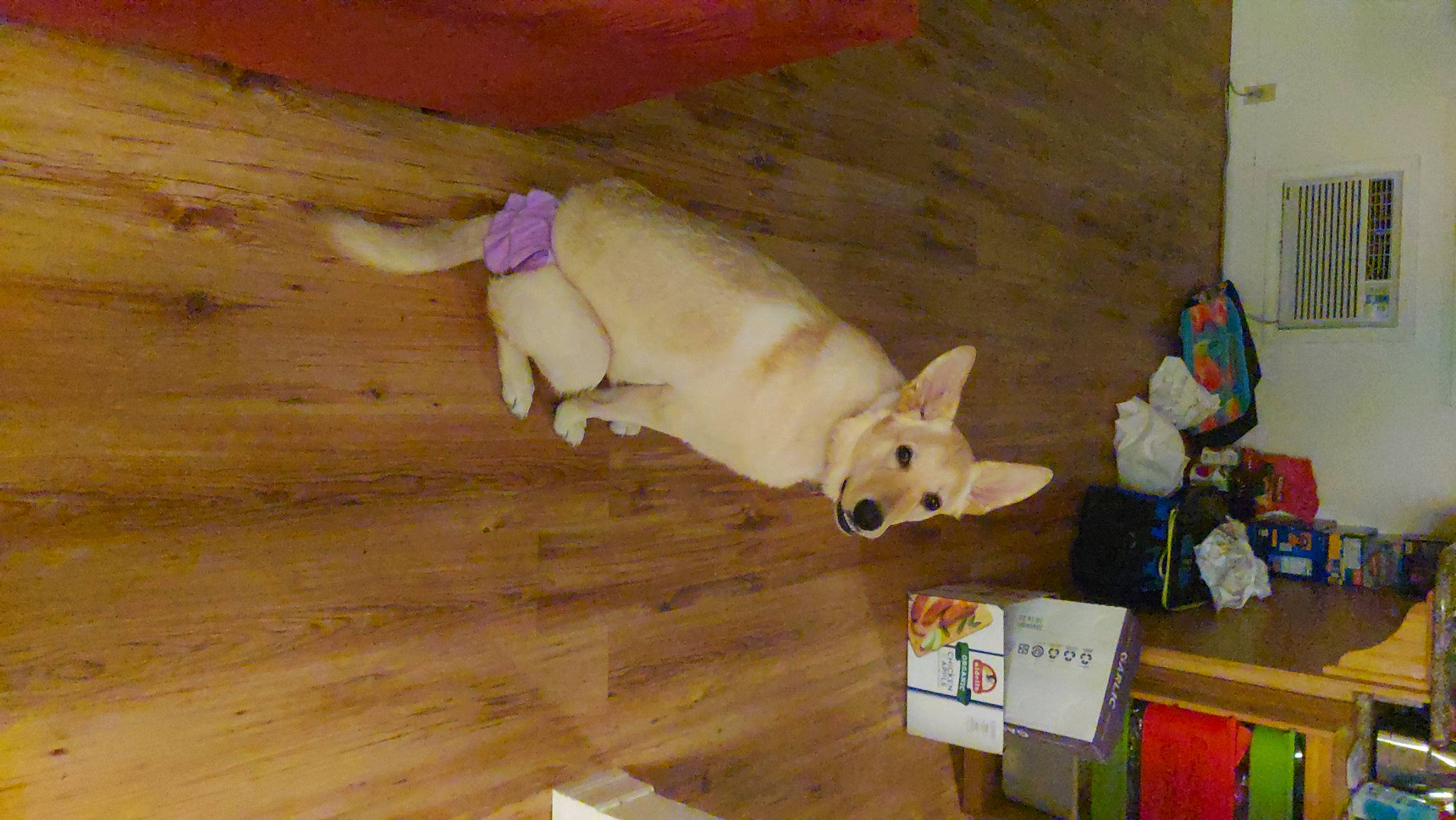 Chloe is registered to the contest to win money with this photo: canidae, carnivore, companion_dog, dog, dog_breed, dog_supply, fawn, floor, flooring, hardwood, pet_supply, plank, plywood, snout, sporting_group, tail, toy, wood, wood_stain, working_animal