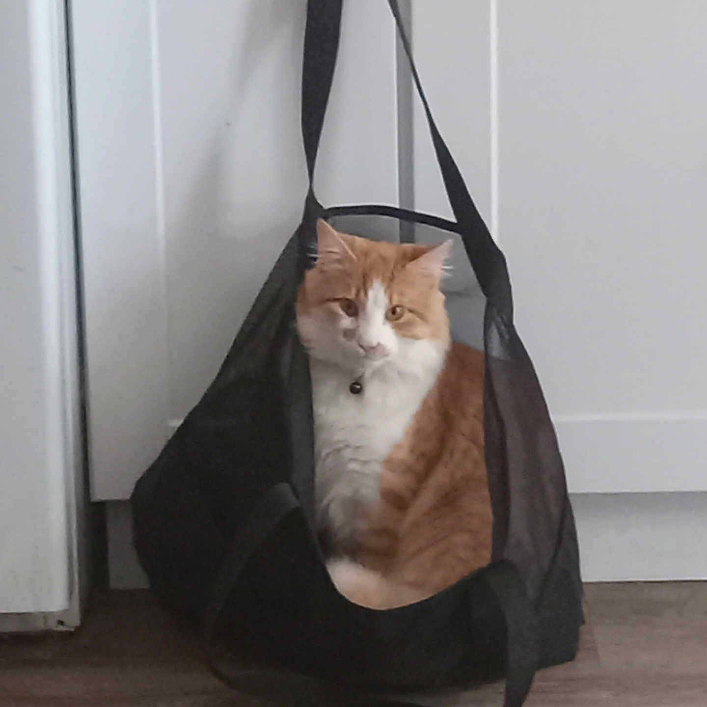 Simba is registered to the contest to win money with this photo: abyssinian, accessories, animal, bag, baggage, canine, canvas, cat, handbag, hardwood, kitten, manx, pet, purse, shoppingbag, strap, totebag, wood
